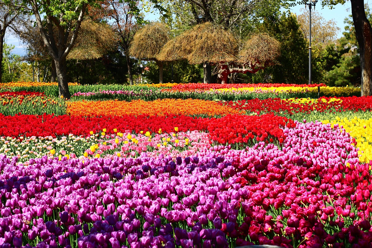 Designing a Tulip Garden